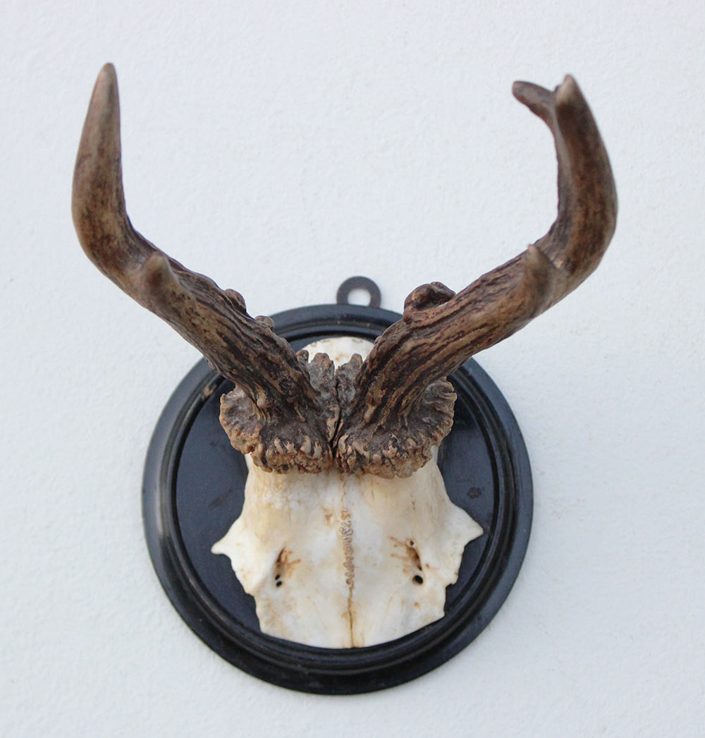 Antiek  REE GEWEI op zwart rond houten schild  - rond 1920