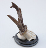 Antiek  REE GEWEI op zwart rond houten schild  - rond 1920