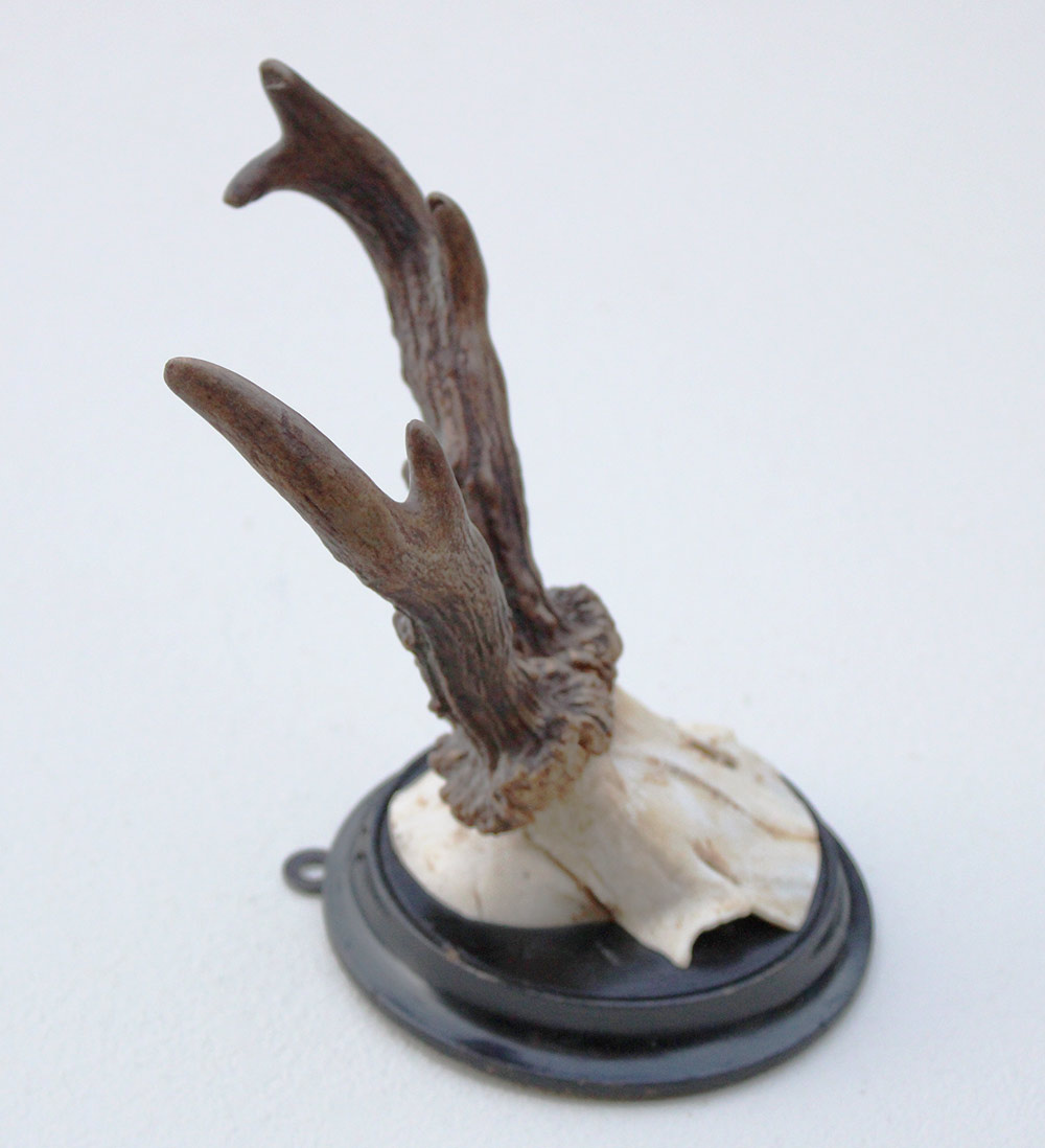 Antiek  REE GEWEI op zwart rond houten schild  - rond 1920