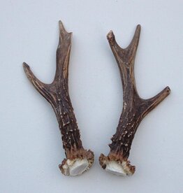 REE GEWEI PAAR 17 cm - Ref. T