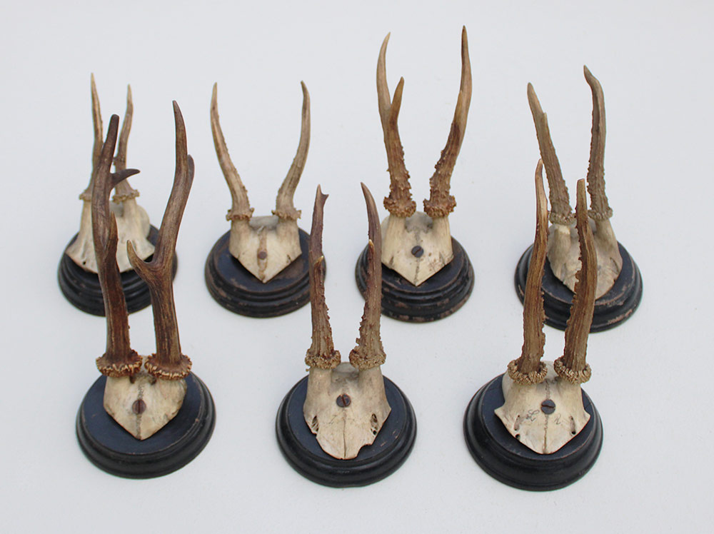 7 x antiek REE GEWEI  op zwart houten schild  - 1908