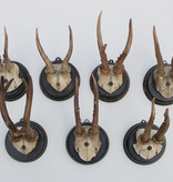 7 x antiek REE GEWEI  op zwart houten schild  - 1908