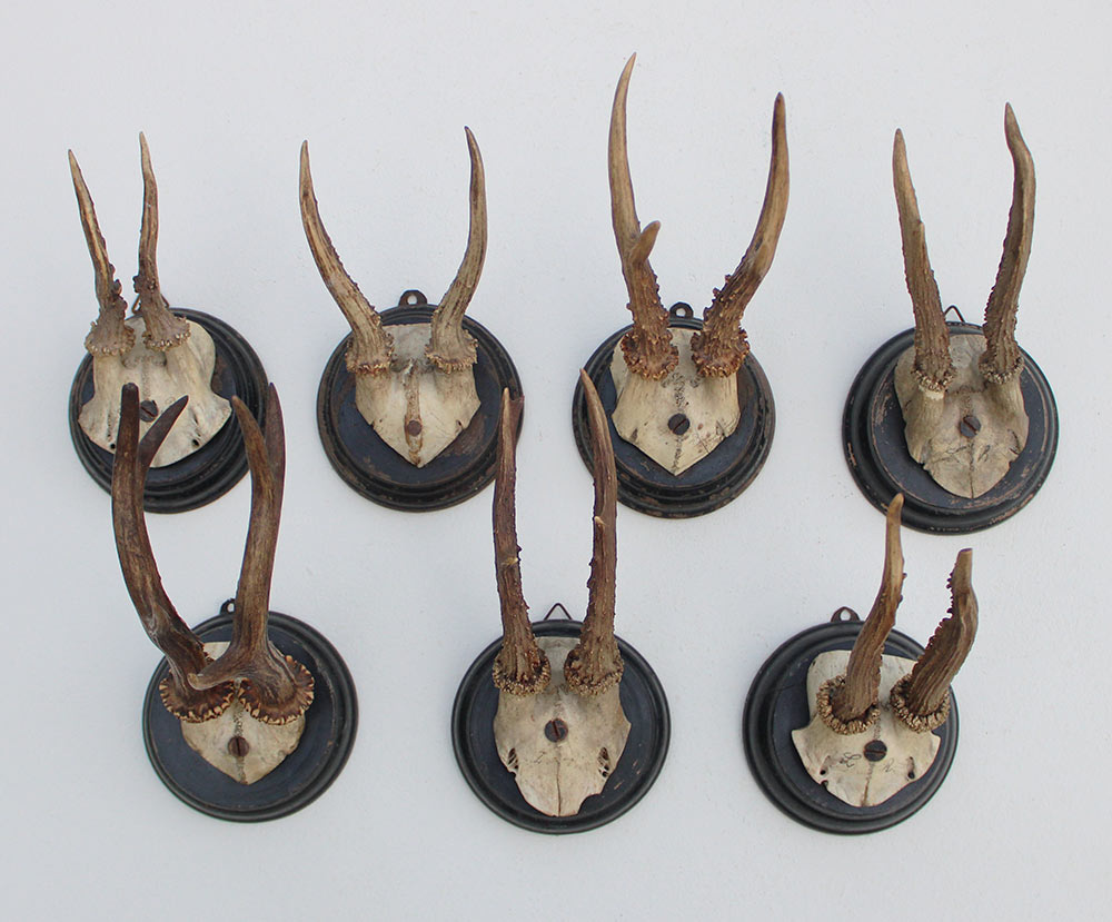 7 x antiek REE GEWEI  op zwart houten schild  - 1908