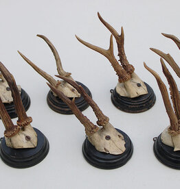 7 x antiek REE GEWEI  op zwart houten schild  - 1908