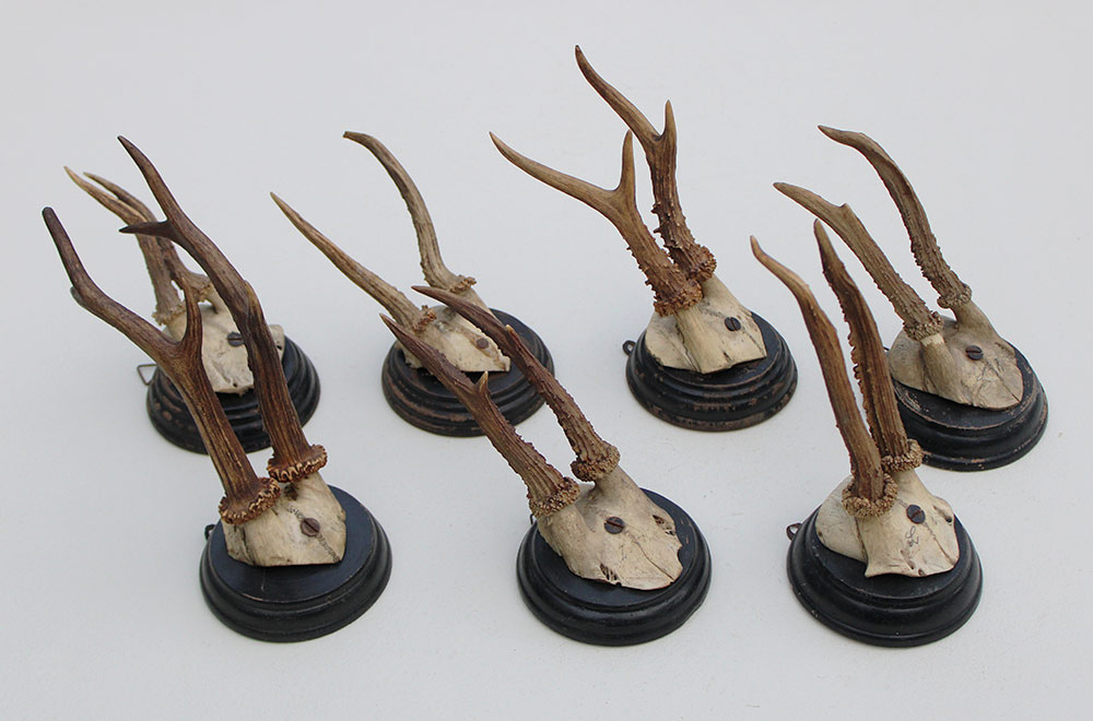 7 x antiek REE GEWEI  op zwart houten schild  - 1908