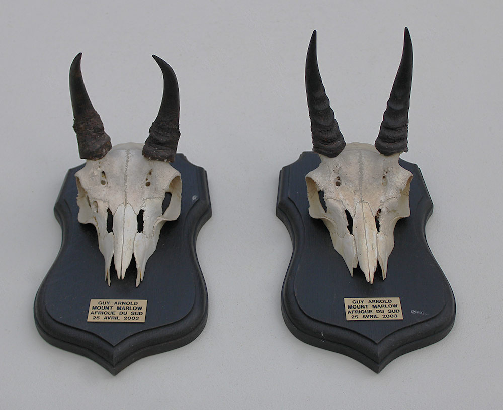 2 x schedel MOUNTAIN REEDBUCK op eiken schild