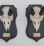 2 x schedel MOUNTAIN REEDBUCK op eiken schild
