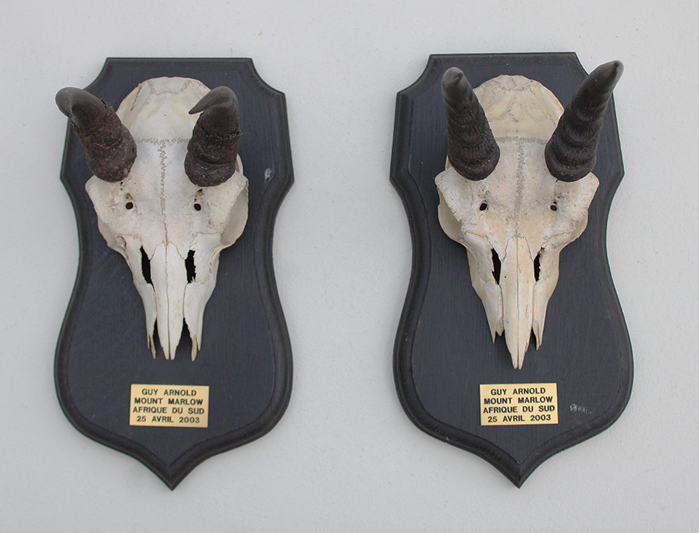 2 x schedel MOUNTAIN REEDBUCK op eiken schild