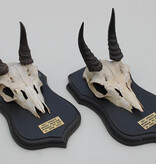2 x schedel MOUNTAIN REEDBUCK op eiken schild