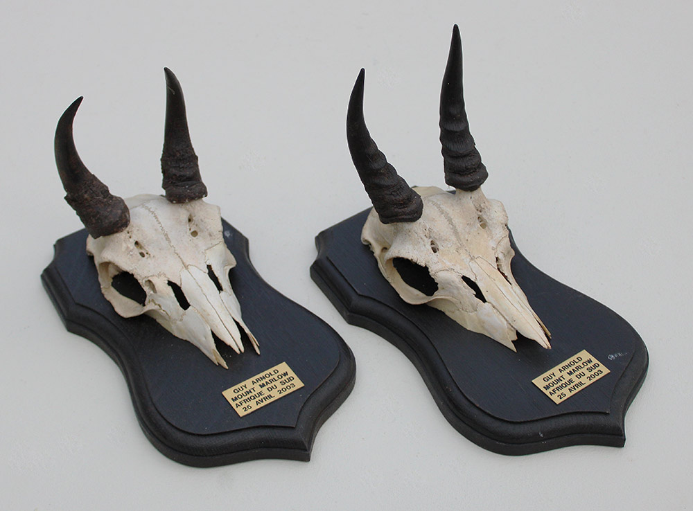 2 x schedel MOUNTAIN REEDBUCK op eiken schild