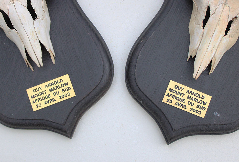 2 x schedel MOUNTAIN REEDBUCK op eiken schild