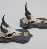 2 x schedel MOUNTAIN REEDBUCK op eiken schild