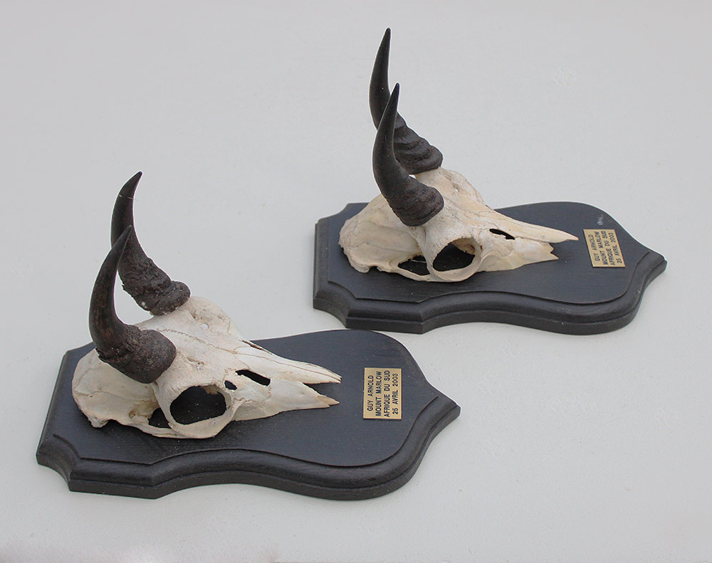 2 x schedel MOUNTAIN REEDBUCK op eiken schild