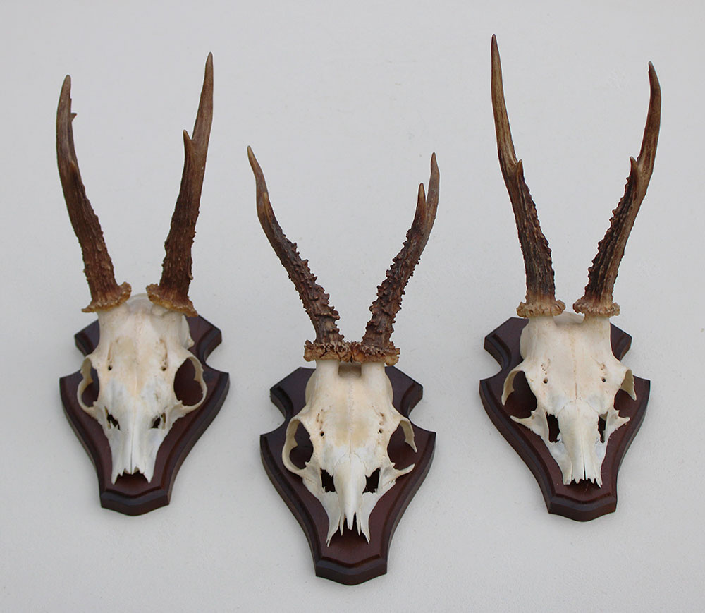 3 x  REE GEWEI op houten schild -  set O