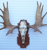 Groot Siberisch ELAND GEWEI op houten schild ("MOOSE")