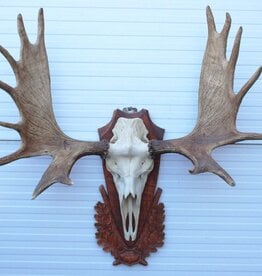 Groot Siberisch ELAND GEWEI op houten schild ("MOOSE")