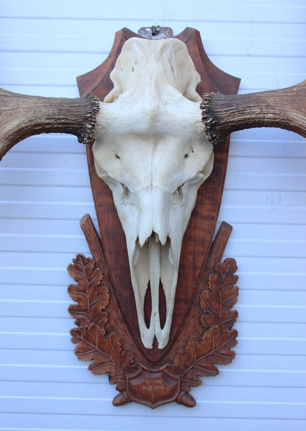 Groot Siberisch ELAND GEWEI op houten schild ("MOOSE")