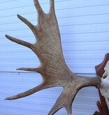 Groot Siberisch ELAND GEWEI op houten schild ("MOOSE")