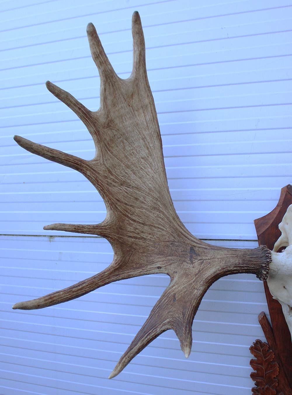 Groot Siberisch ELAND GEWEI op houten schild ("MOOSE")