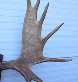 Groot Siberisch ELAND GEWEI op houten schild ("MOOSE")