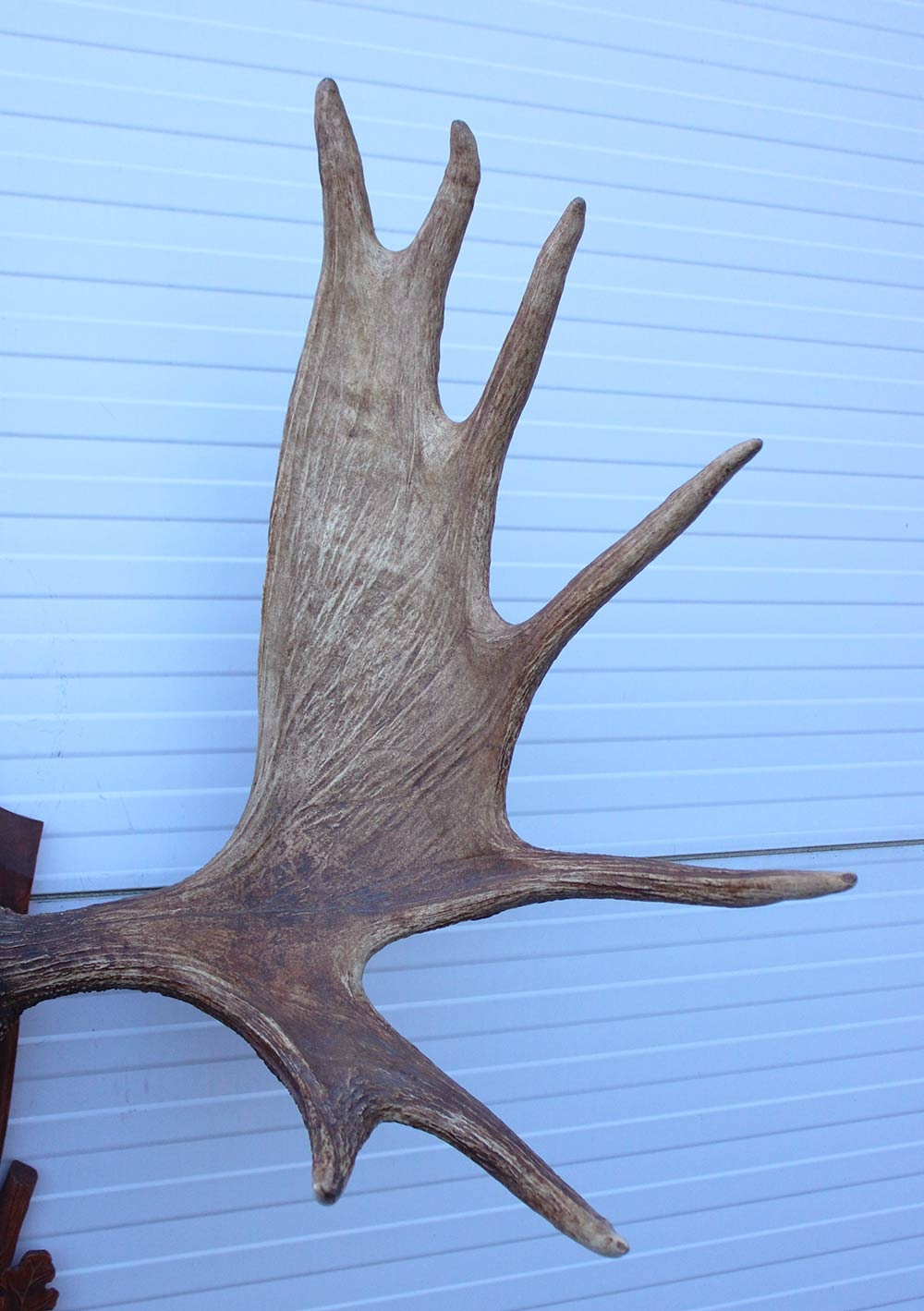 Groot Siberisch ELAND GEWEI op houten schild ("MOOSE")