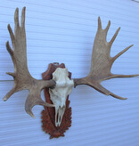 Groot Siberisch ELAND GEWEI op houten schild ("MOOSE")