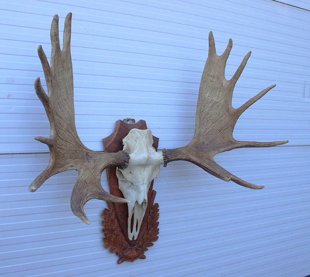 Groot Siberisch ELAND GEWEI op houten schild ("MOOSE")