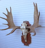 Groot Siberisch ELAND GEWEI op houten schild ("MOOSE")