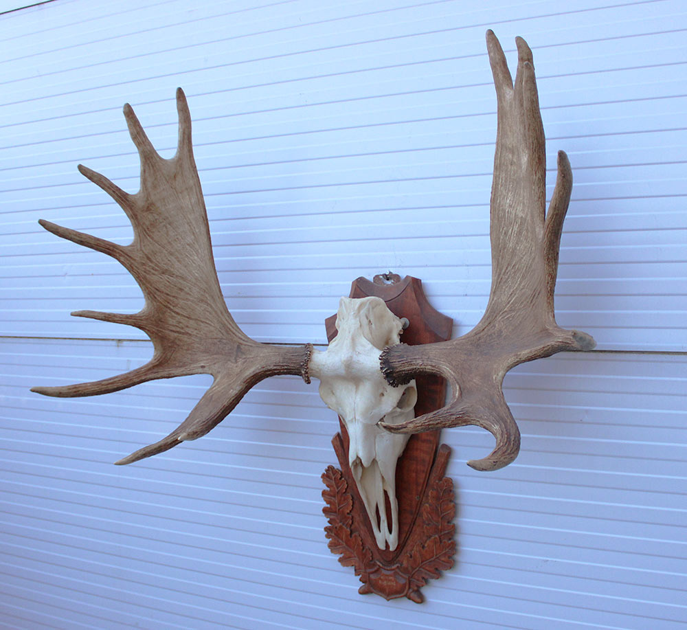 Groot Siberisch ELAND GEWEI op houten schild ("MOOSE")