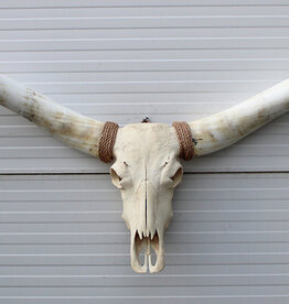 Mega grote schedel TEXAS STYLE LONGHORN 217 cm - ref. A