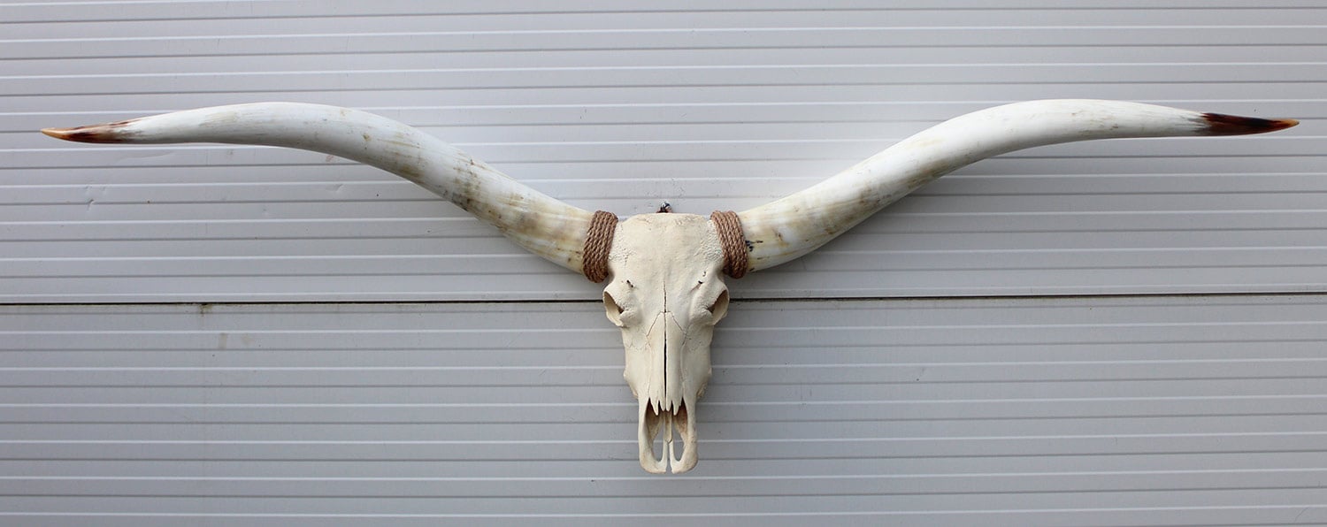 Mega grote schedel TEXAS STYLE LONGHORN 217 cm
