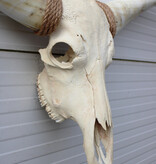 Mega grote schedel TEXAS STYLE LONGHORN 217 cm