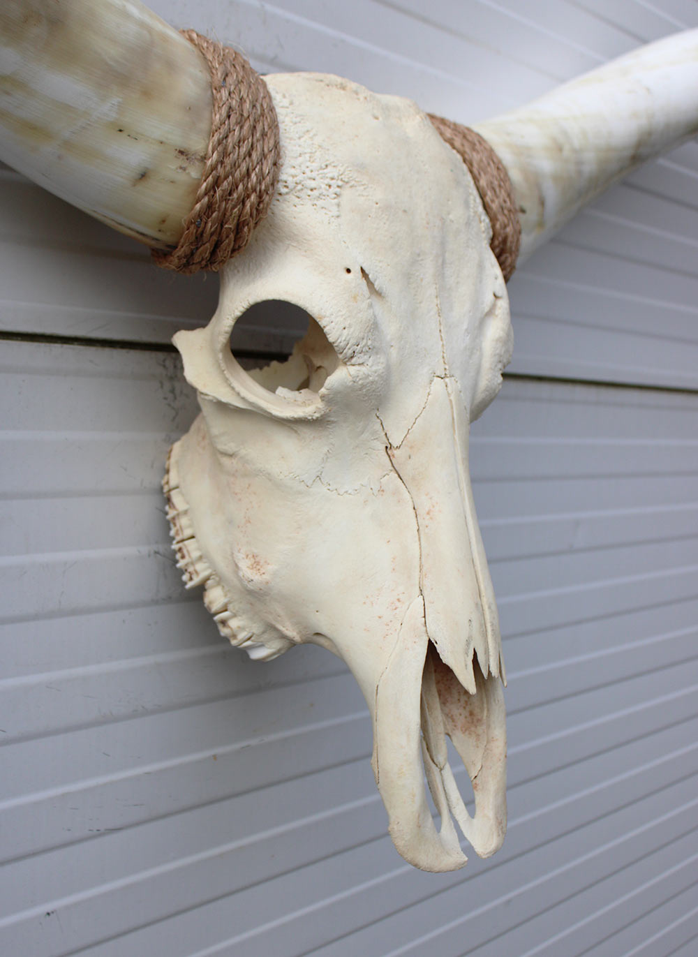 Mega grote schedel TEXAS STYLE LONGHORN 217 cm