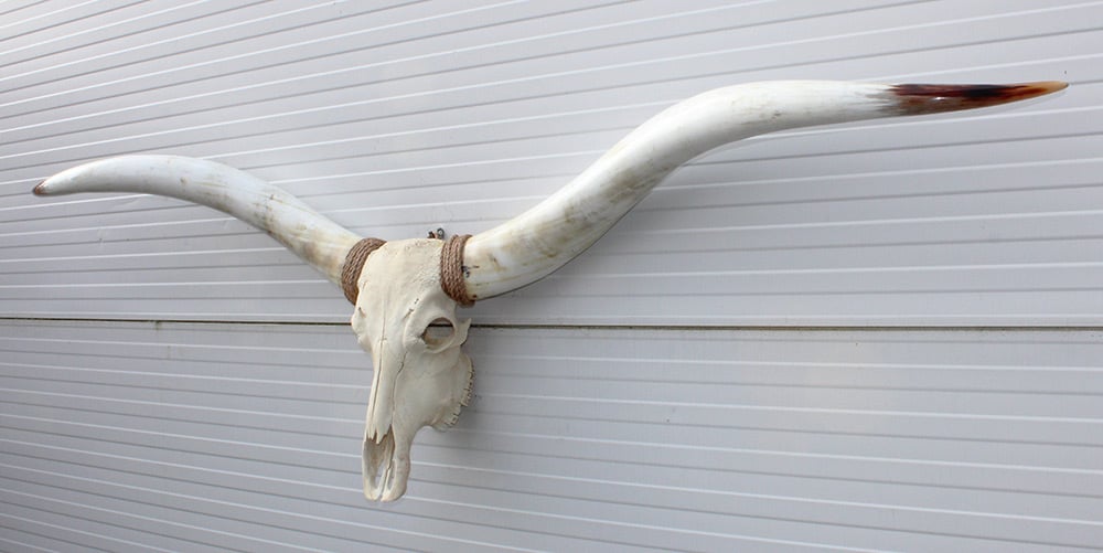 Mega grote schedel TEXAS STYLE LONGHORN 217 cm