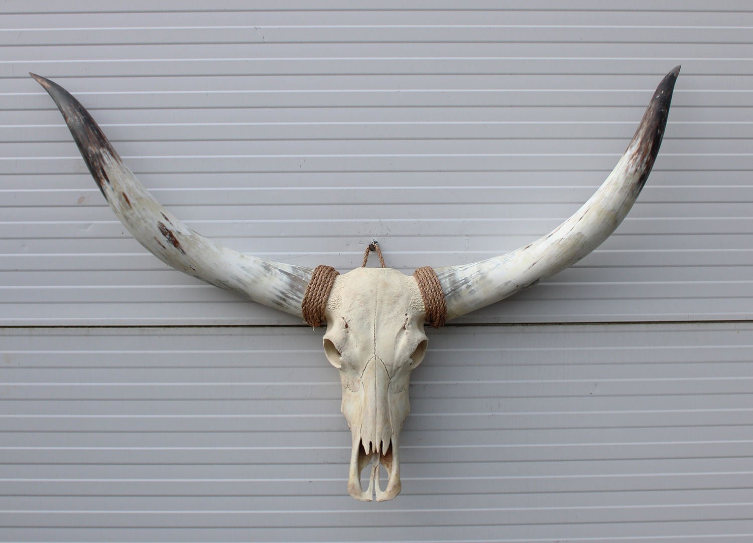 Grote schedel TEXAS STYLE LONGHORN 135 cm