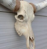 Grote schedel TEXAS STYLE LONGHORN 135 cm