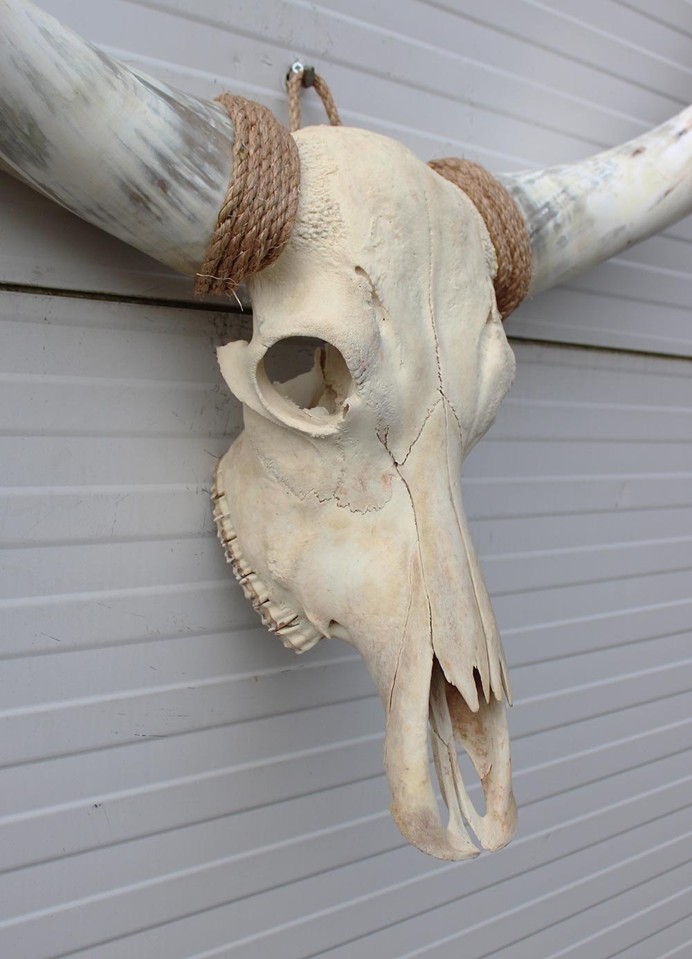 Grote schedel TEXAS STYLE LONGHORN 135 cm