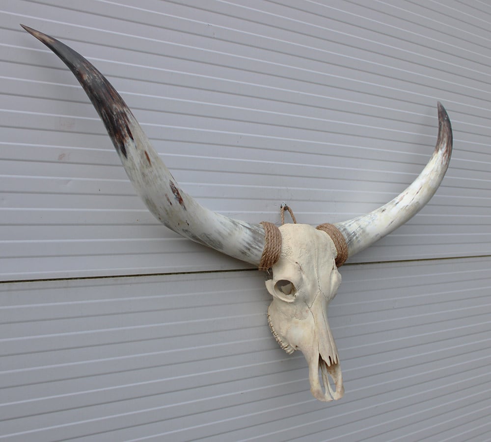 Grote schedel TEXAS STYLE LONGHORN 135 cm