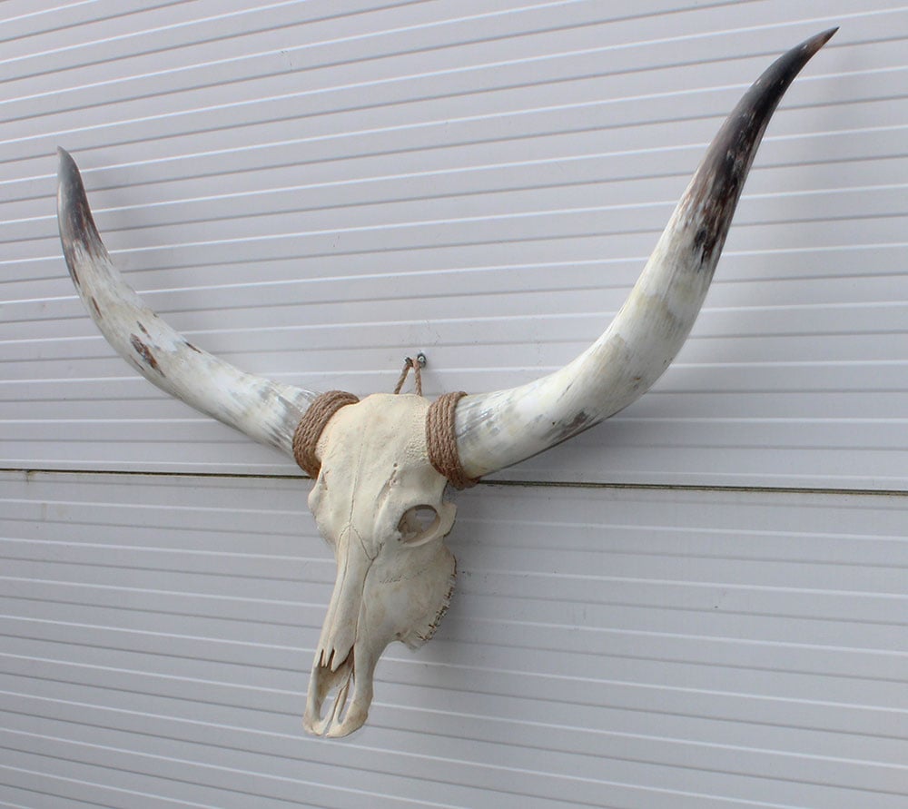 Grote schedel TEXAS STYLE LONGHORN 135 cm