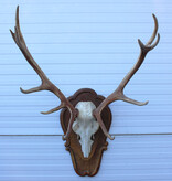 Groot EDELHERT GEWEI ongelijke 12-ender - op houten schild