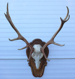 Groot EDELHERT GEWEI ongelijke 12-ender - op decoratief houten schild - Ref.  BIE