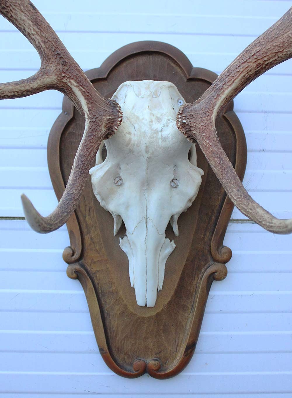 Groot EDELHERT GEWEI ongelijke 12-ender - op houten schild