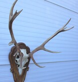 Groot EDELHERT GEWEI ongelijke 12-ender - op houten schild