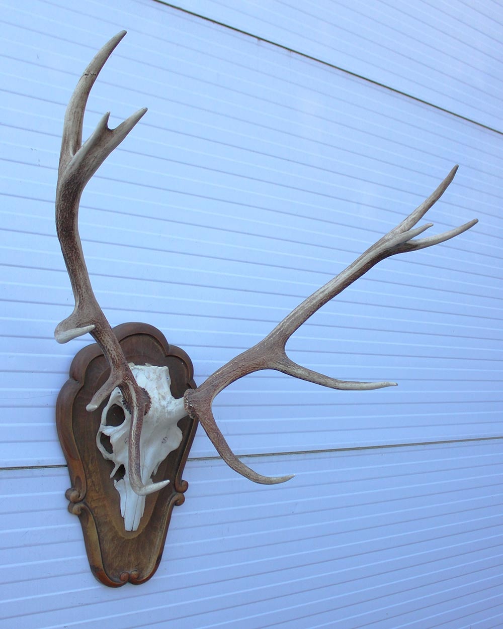 Groot EDELHERT GEWEI ongelijke 12-ender - op houten schild