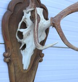 Groot EDELHERT GEWEI ongelijke 12-ender - op houten schild