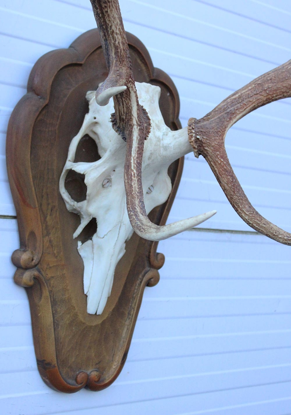 Groot EDELHERT GEWEI ongelijke 12-ender - op houten schild