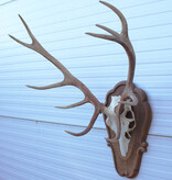 Groot EDELHERT GEWEI ongelijke 12-ender - op houten schild