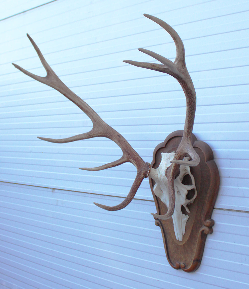 Groot EDELHERT GEWEI ongelijke 12-ender - op houten schild