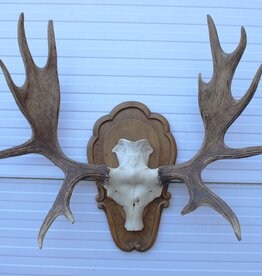 Groot  decoratief ELAND GEWEI op houten schild - ref. K