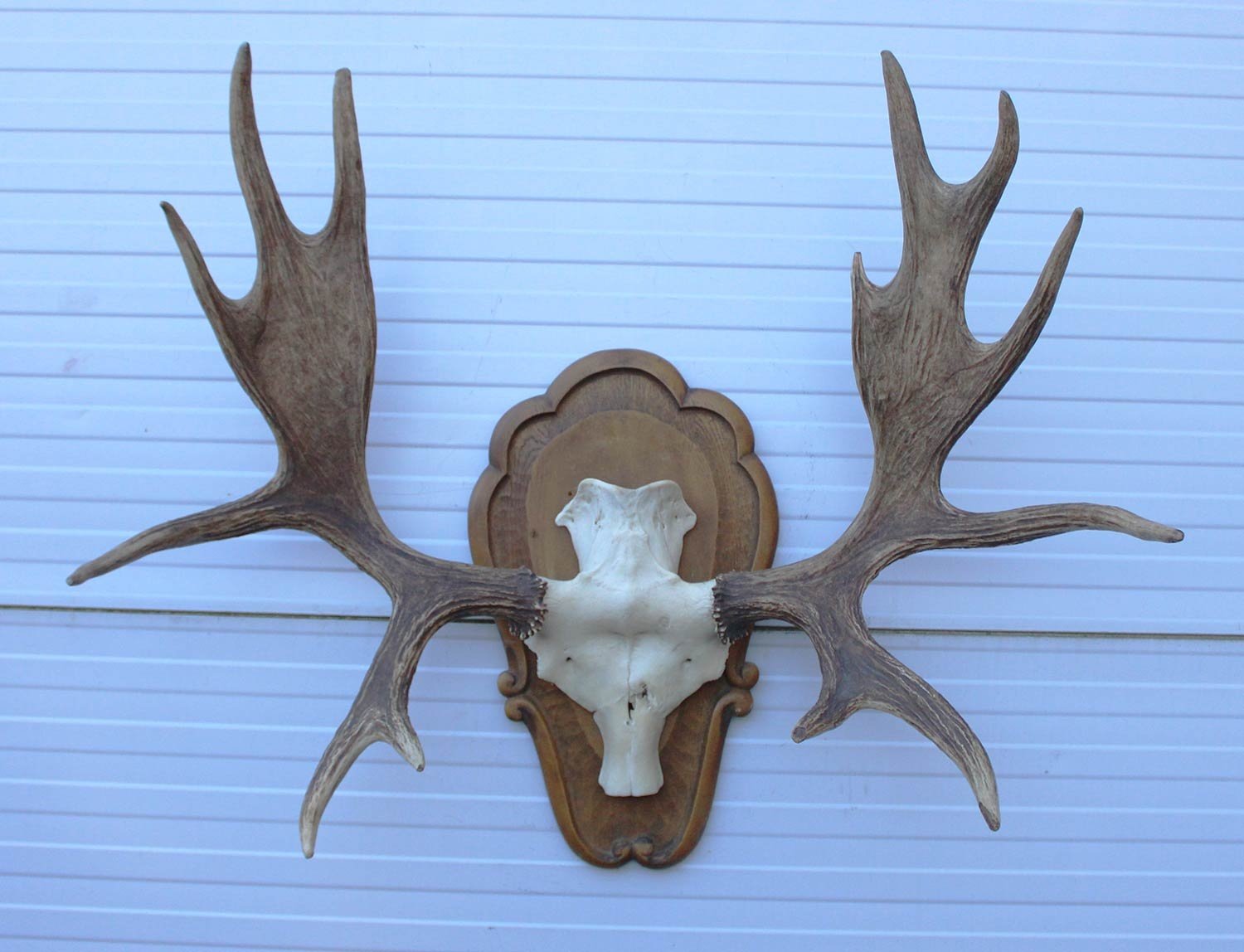 Groot  decoratief ELAND GEWEI op houten schild